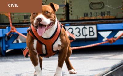Responsabilidad civil extracontractual por el hecho de los animales, mordedura de canino. el dueño del animal y su guardián son los llamados a responder por los daños que este ocasione